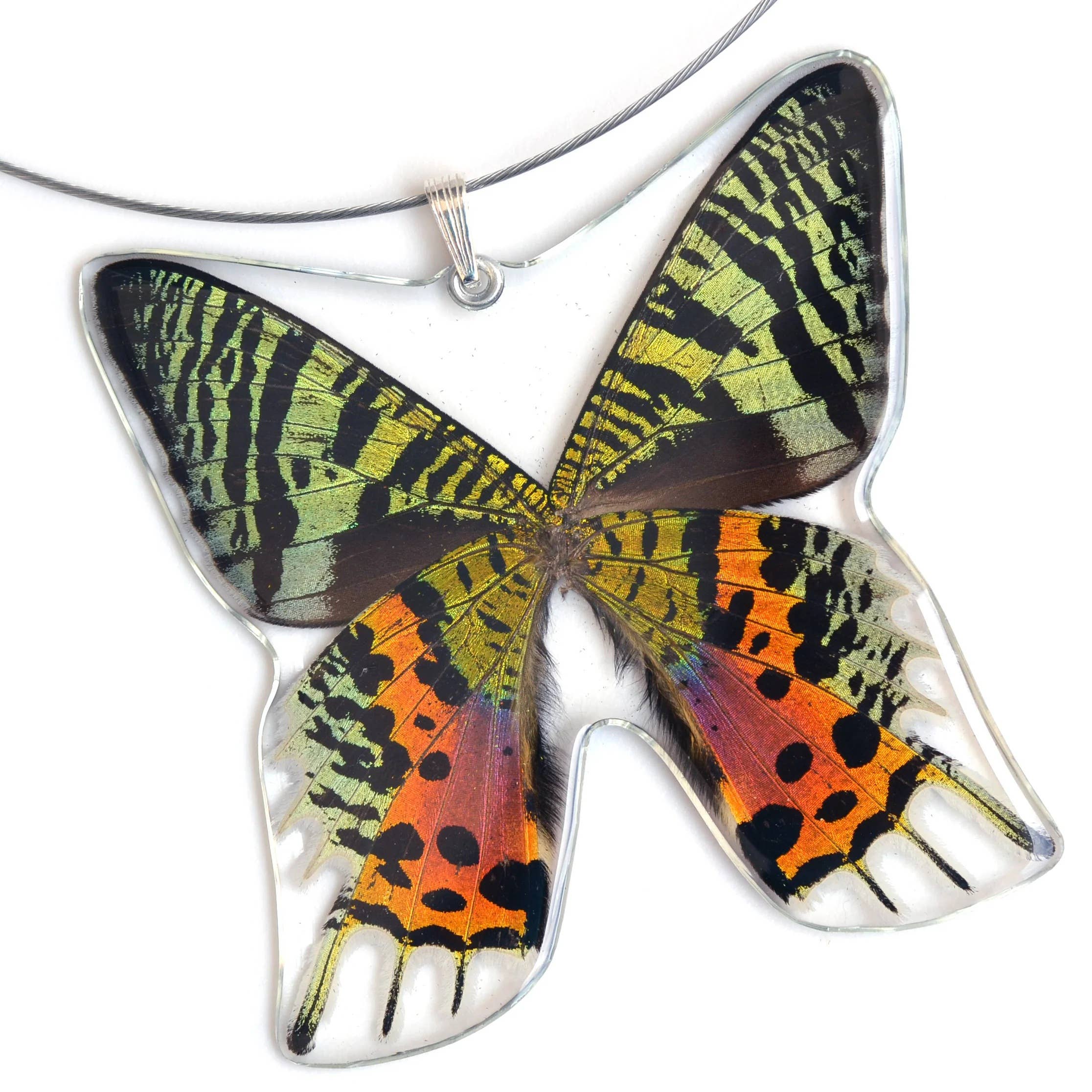 Whole Butterfly Pendant: Sunset Moth 0055