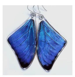 Butterfly Earrings: Blue Morpho Adonis, 0425 Top Wings