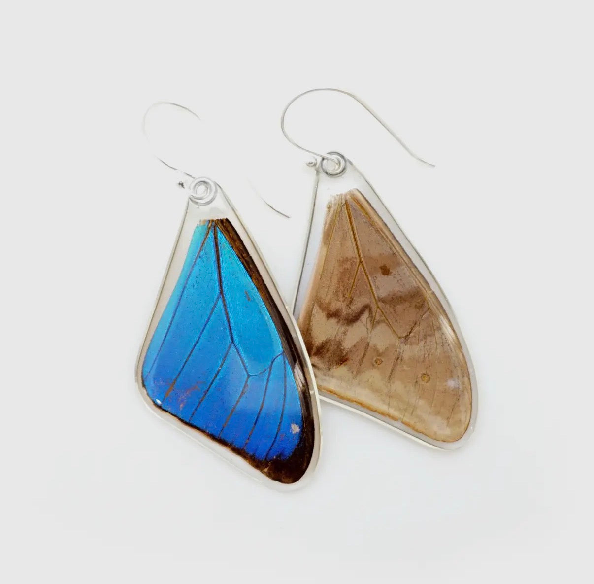 Butterfly Earrings: Morpho Aega, 0635 Top Wings