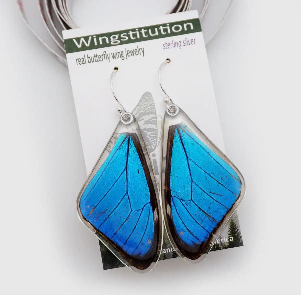 Butterfly Earrings: Morpho Aega, 0635 Top Wings